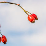 Dog rose fruit with blue sky in background