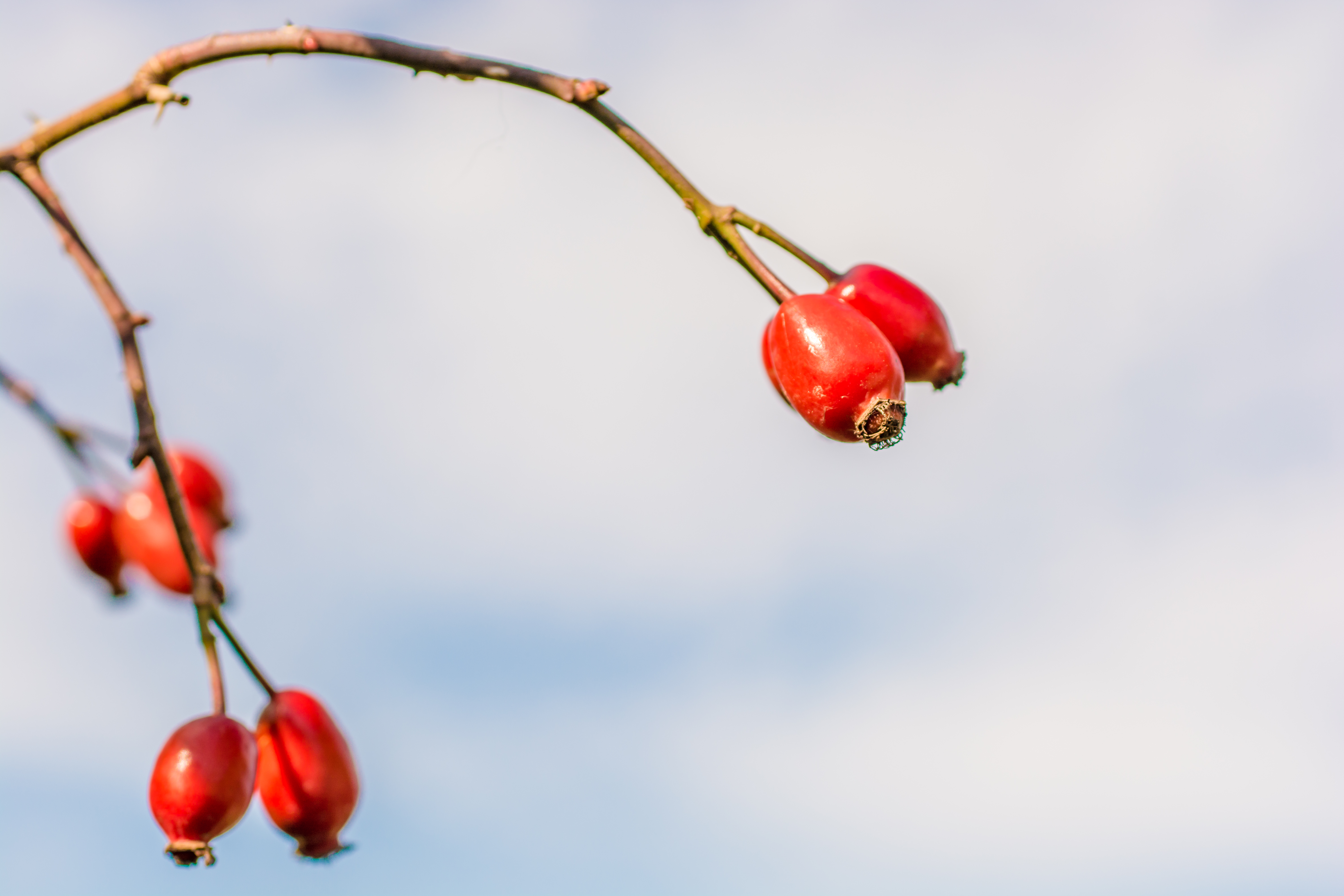 Dog rose fruit with blue sky in background