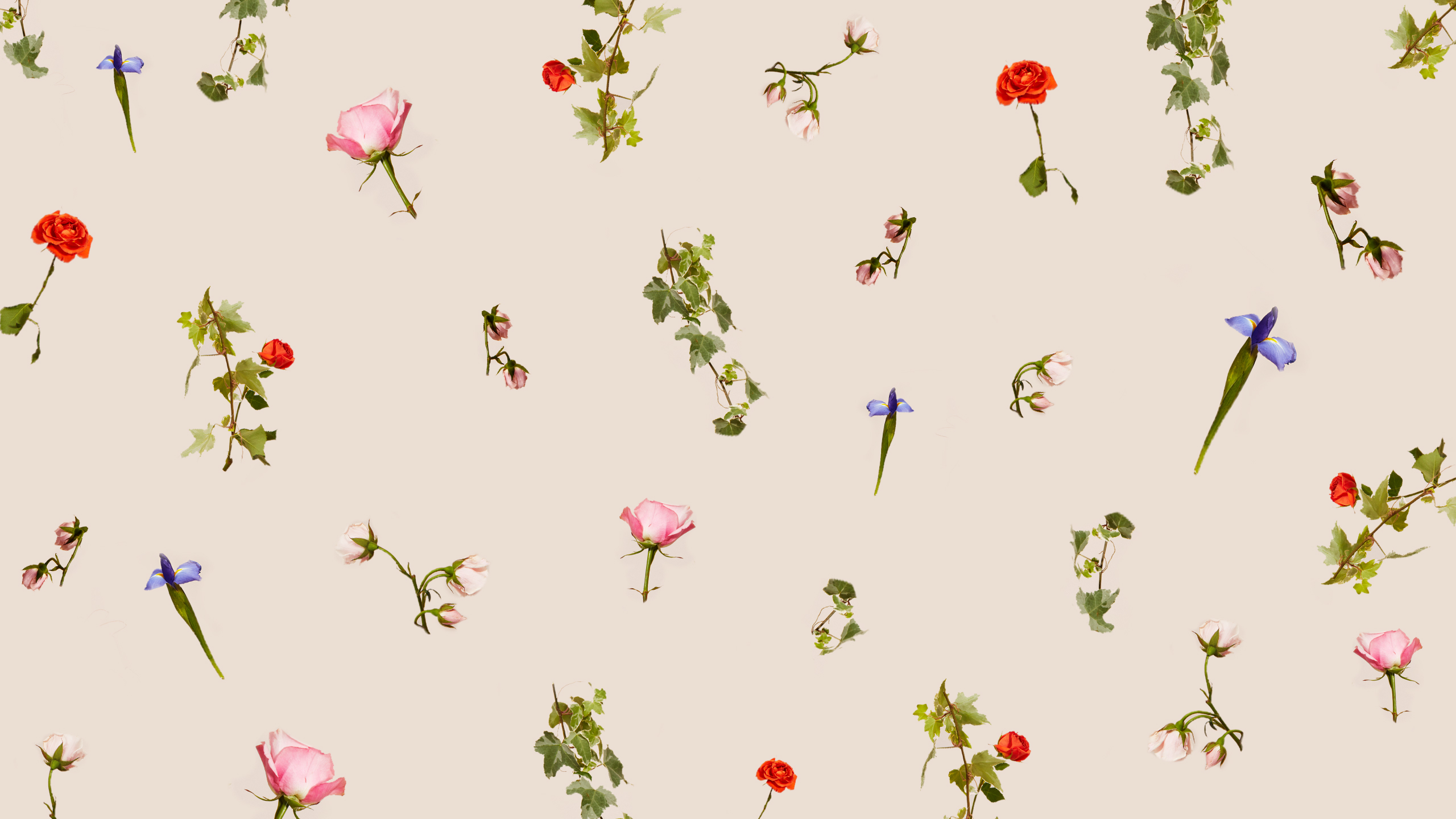 Spring Zoom Backgrounds and Phone Wallpapers