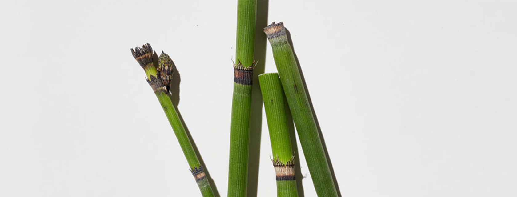 Horsetail And Your Hair: A Complete Overview